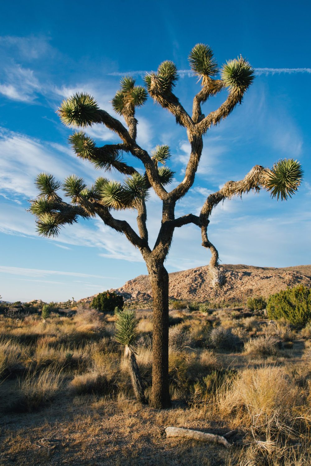 A vertical shot of a desert tree in a dry field with blue cloudy sky in the background
