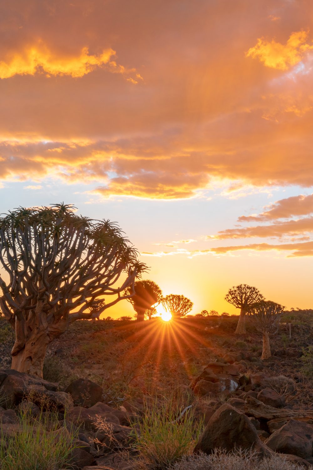 view of Quiver Trees Forest with beautiful sky sunset twilight sky scene in Keetmanshoop, Namibia.